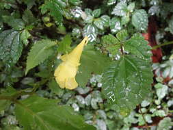 Image of Impatiens tayemonii Hayata