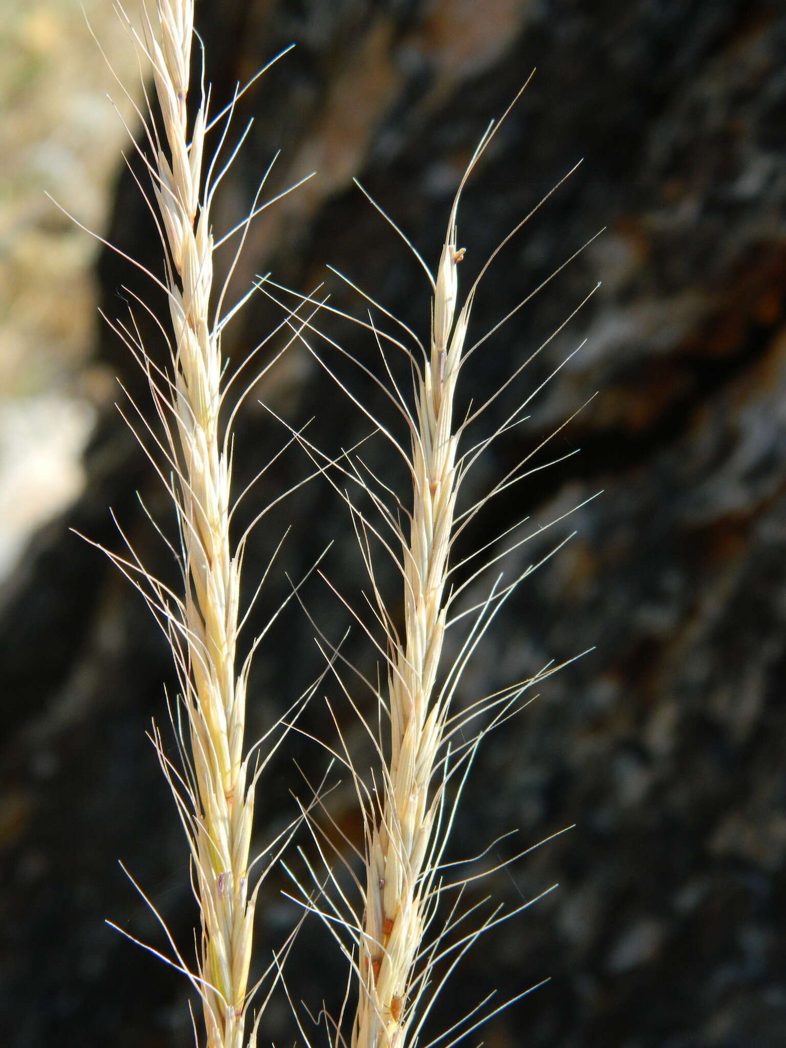 Imagem de Elymus glaucus Buckley