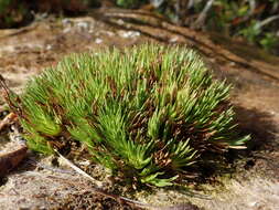 Sivun Oreobolus pectinatus Hook. fil. kuva