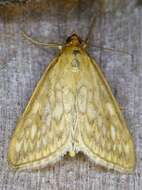 Image of Sitochroa Moth