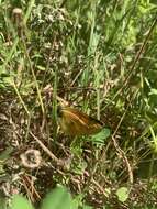 Colias vauthierii vauthierii的圖片