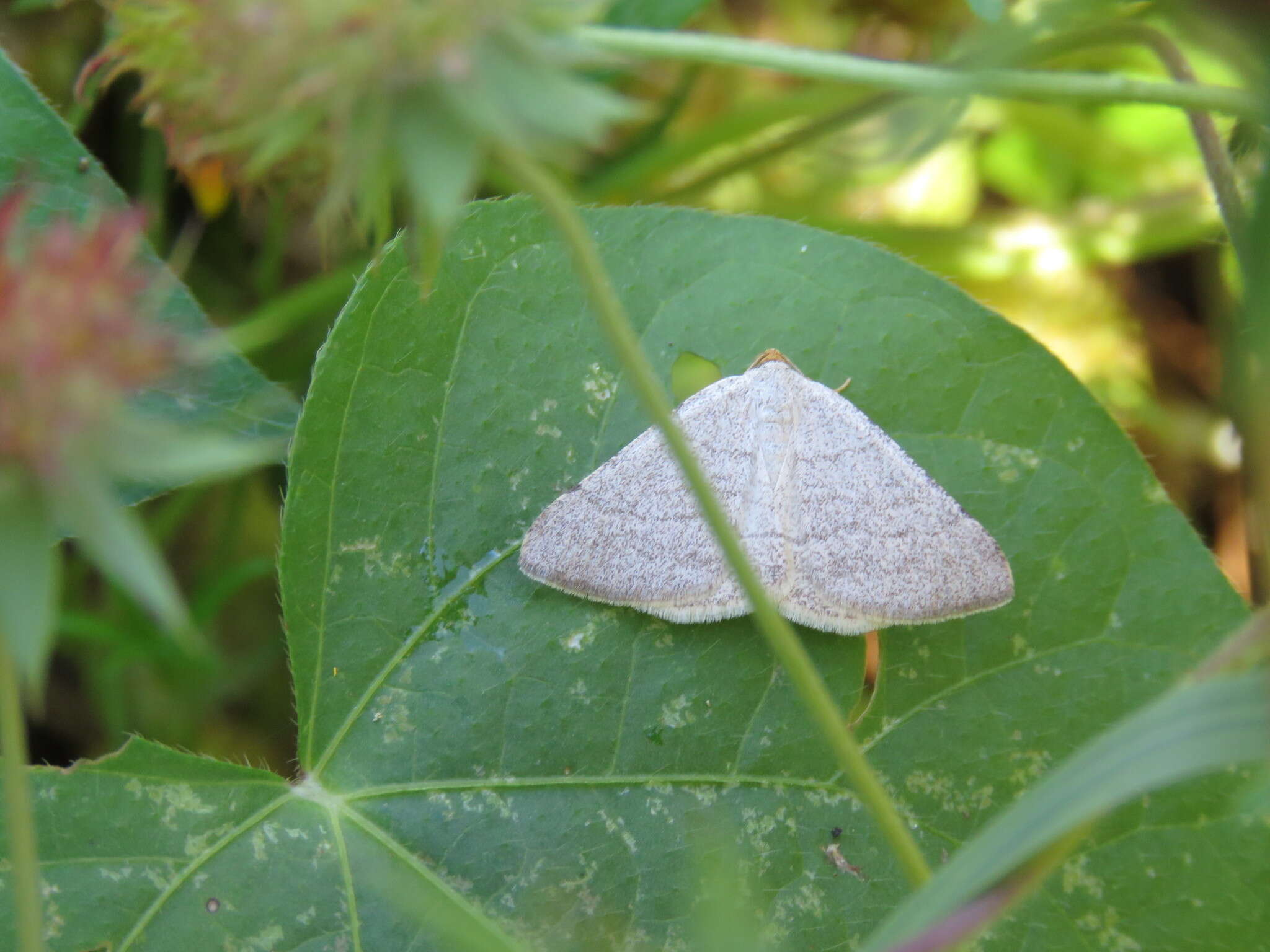 Sivun <i>Taeniogramma tenebrosata</i> kuva