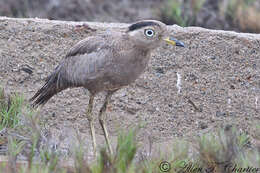 Image of Peruvian Thick-knee