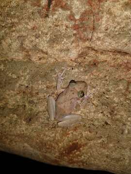 Image of Yucatan Rainfrog