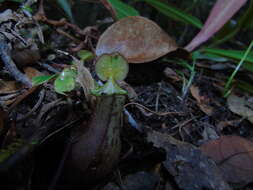 صورة Nepenthes rhombicaulis Sh. Kurata