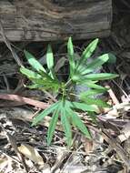 Image of Hibiscus heterophyllus Vent.