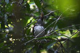 Image of Janpanese Thrush