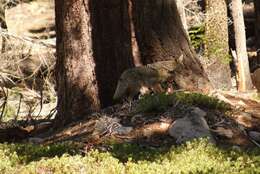 Sivun Canis latrans lestes Merriam 1897 kuva