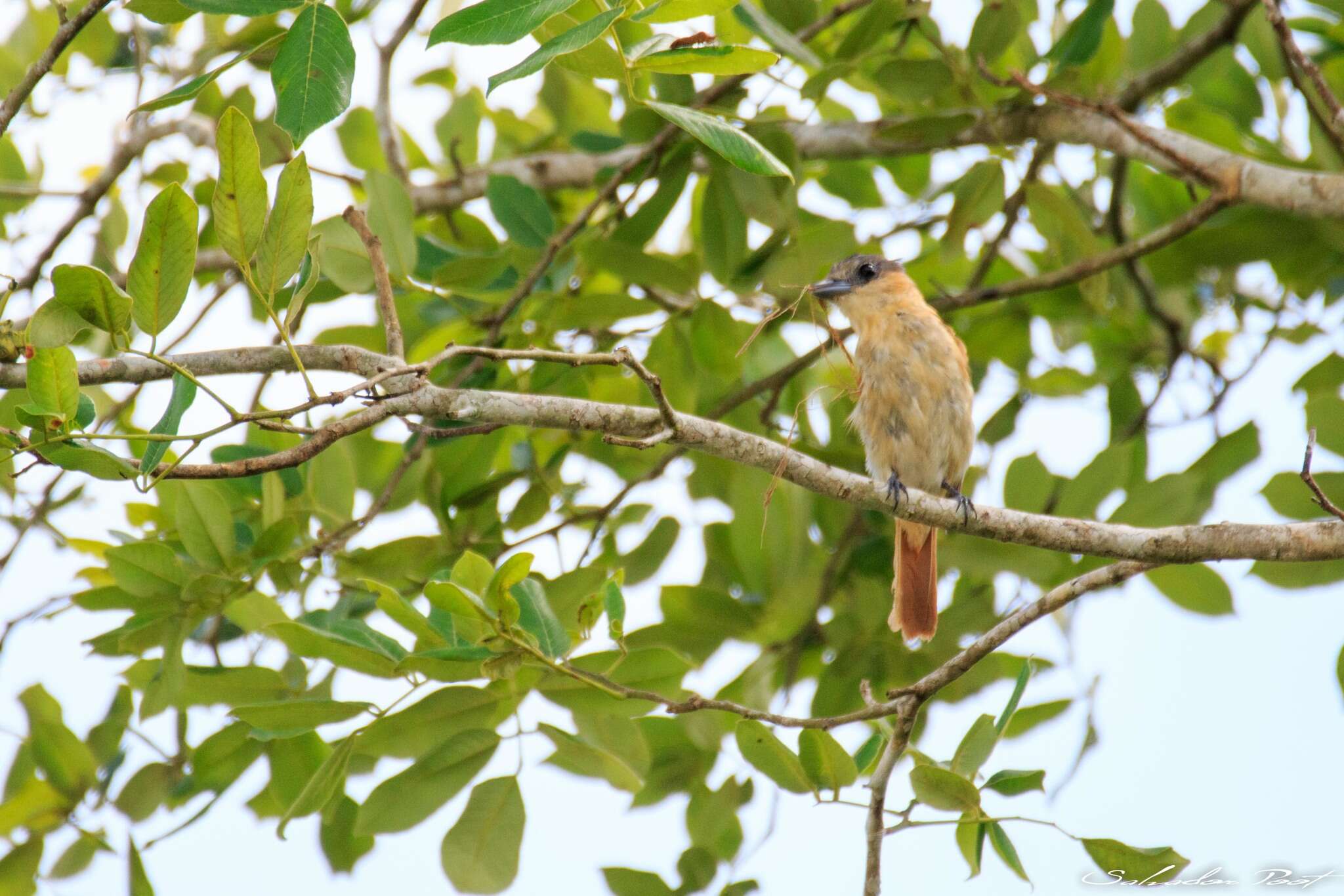 Pachyramphus aglaiae (Lafresnaye 1839) resmi