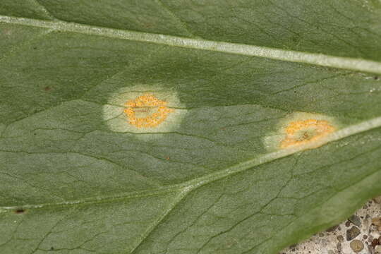 Image of Endoraecium phyllodiorum (Berk. & Broome) Berndt 2011