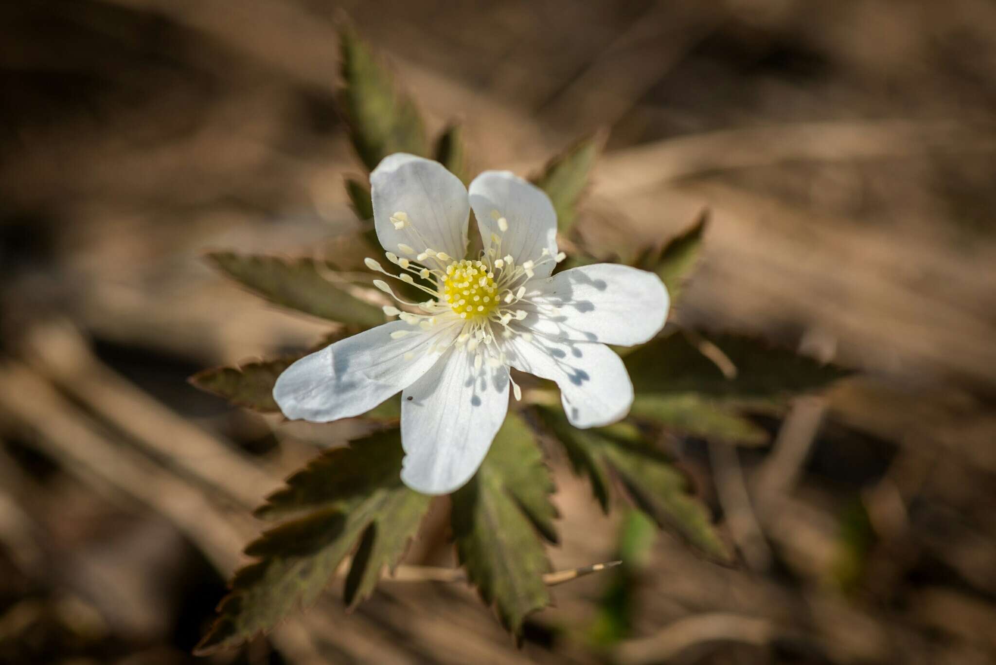 Anemone altaica Fisch. ex C. A. Mey.的圖片