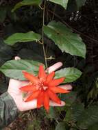 Image of Passiflora quadriglandulosa Rodschied