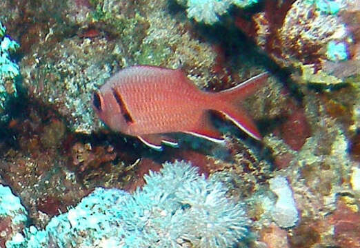 Image of Big-eye Soldierfish