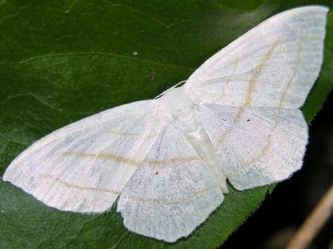 Image of Scopula ordinata Walker 1861