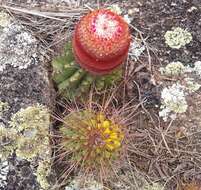 Melocactus ernestii Vaupel resmi