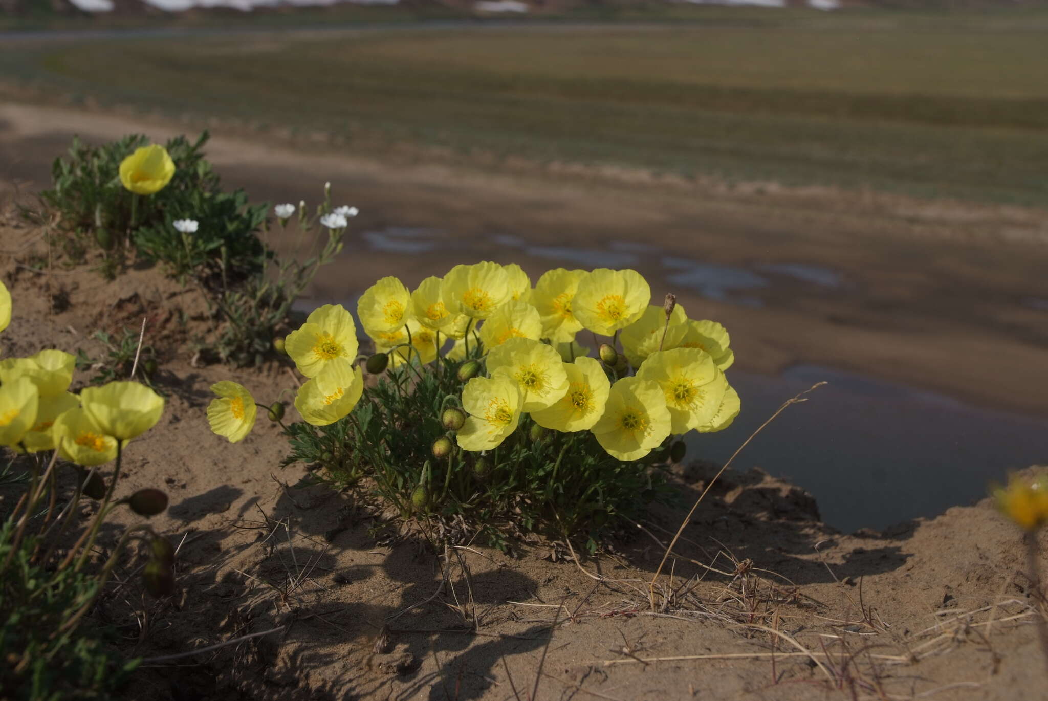 Слика од Papaver pulvinatum subsp. lenaense A. I. Tolmachev