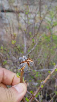 Image of Jatropha oaxacana J. Jiménez Ram. & R. Torres