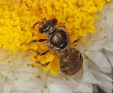 Lasioglossum eremaean Walker 1995的圖片