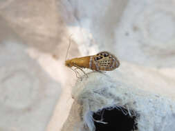 Image of Ridings' Fairy Moth