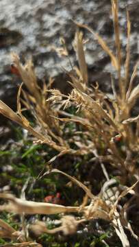 Image of stalked bur grass