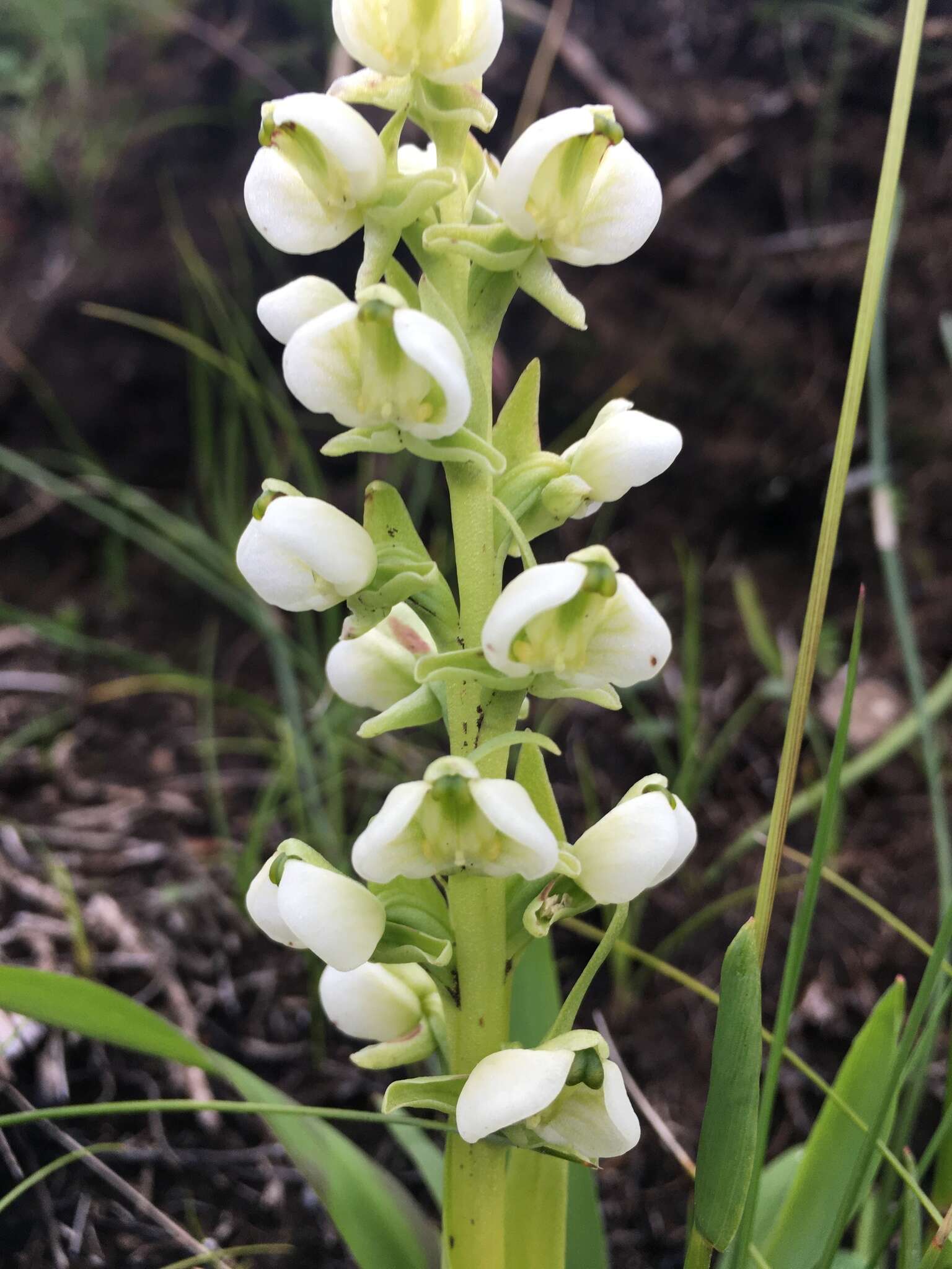 Image of Pterygodium leucanthum Bolus