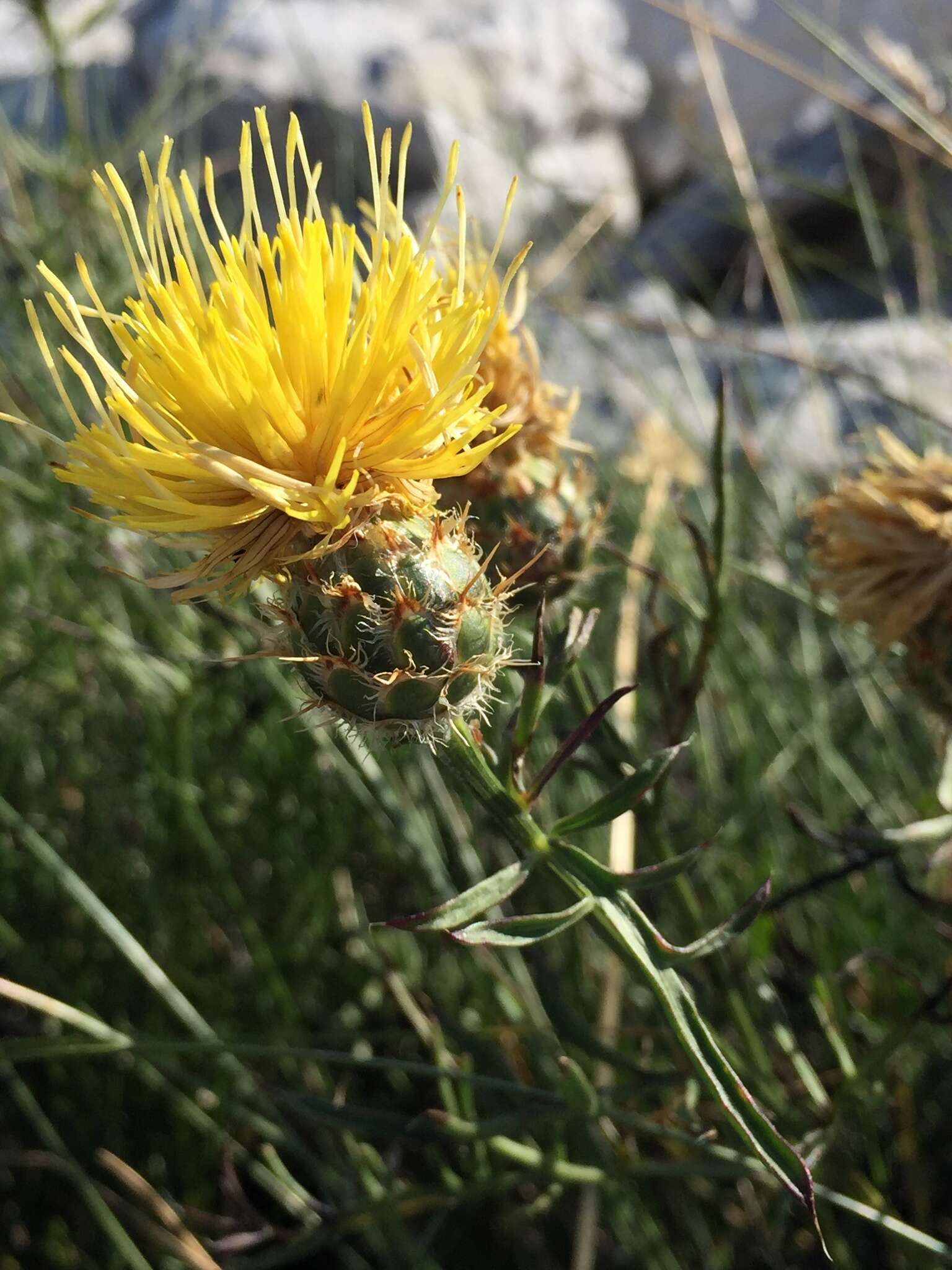 Image of Centaurea rupestris L.