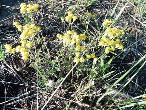 Image of Achillea leptophylla Bieb.