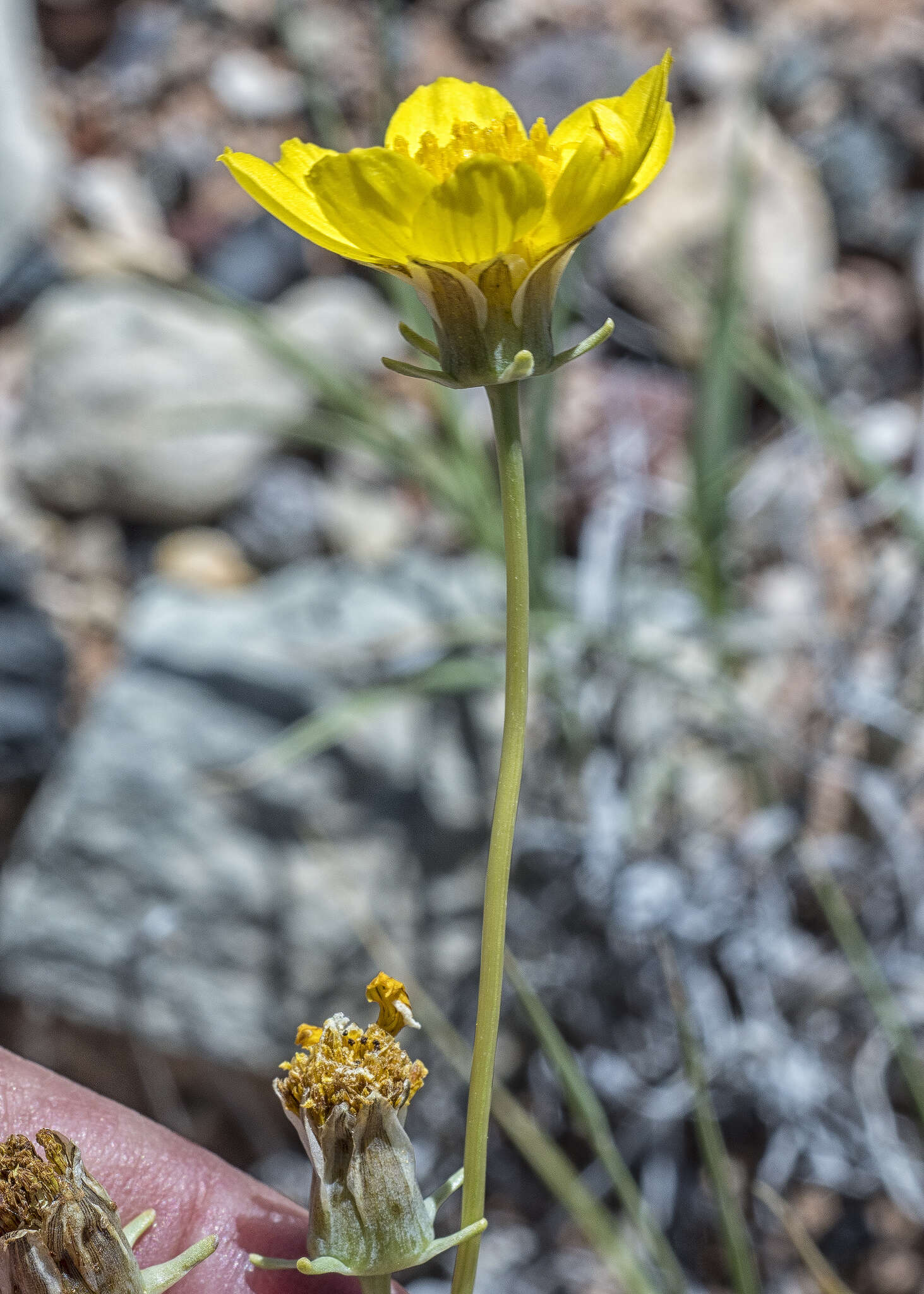 Image de Thelesperma subnudum A. Gray