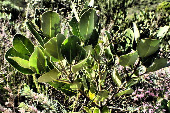 Image of Olea capensis subsp. capensis