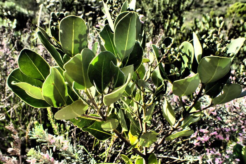 Imagem de Olea capensis subsp. capensis