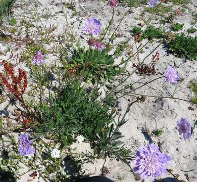 صورة Scabiosa incisa Mill.