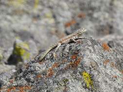 Image of Tiger Pacific Iguana