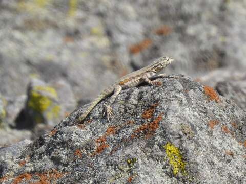 Image of Tiger Pacific Iguana