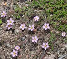 Слика од Rhodalsine geniculata (Poir.) F. N. Williams