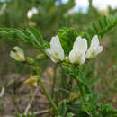 صورة Astragalus vallaris M. E. Jones