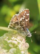 Image of large grizzled skipper