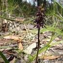 Image of Spring midge orchid