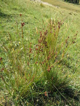 Слика од Juncus distegus Edgar