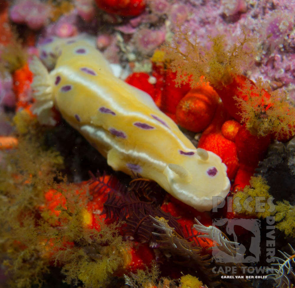 Image of Ceratosoma ingozi Gosliner 1996