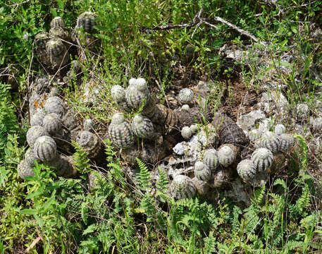 Image of Echinocereus reichenbachii subsp. caespitosus