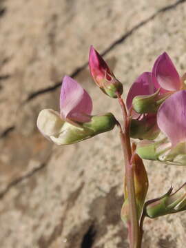 Lathyrus magellanicus Lam. resmi