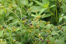 Image of Dewberry