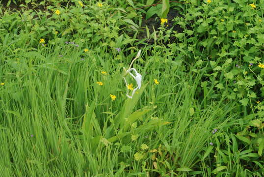 Image of Curcuma scaposa (Nimmo)