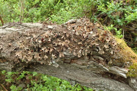 Image of Pimpled kidney lichen