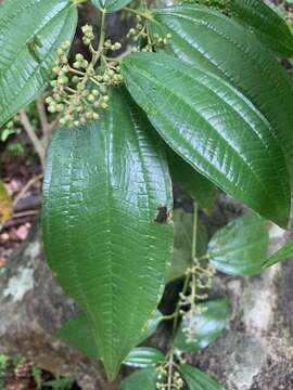 Sivun Miconia laevigata (L.) DC. kuva