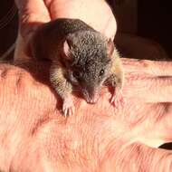 Image of Antechinus mysticus Baker, Mutton & Van Dyck 2012