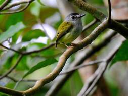 Image of Black-capped Pygmy Tyrant