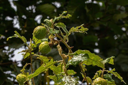 Plancia ëd Solanum aculeastrum Dun.