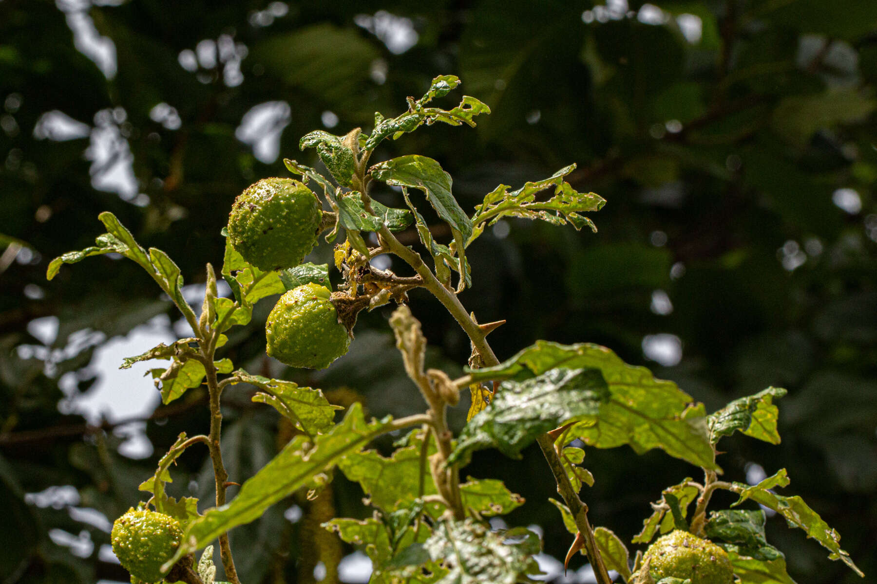 Plancia ëd Solanum aculeastrum Dun.