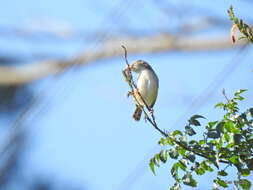 Image of Tawny-flanked Prinia